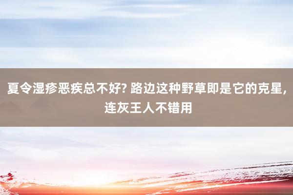 夏令湿疹恶疾总不好? 路边这种野草即是它的克星, 连灰王人不错用